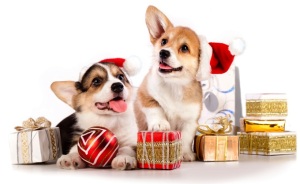 Honden-cadeaus1